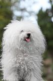 BICHON BOLONAIS 040